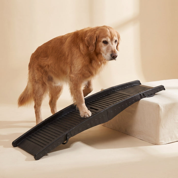 Golden retriever walking up the fold-flat travel ramp