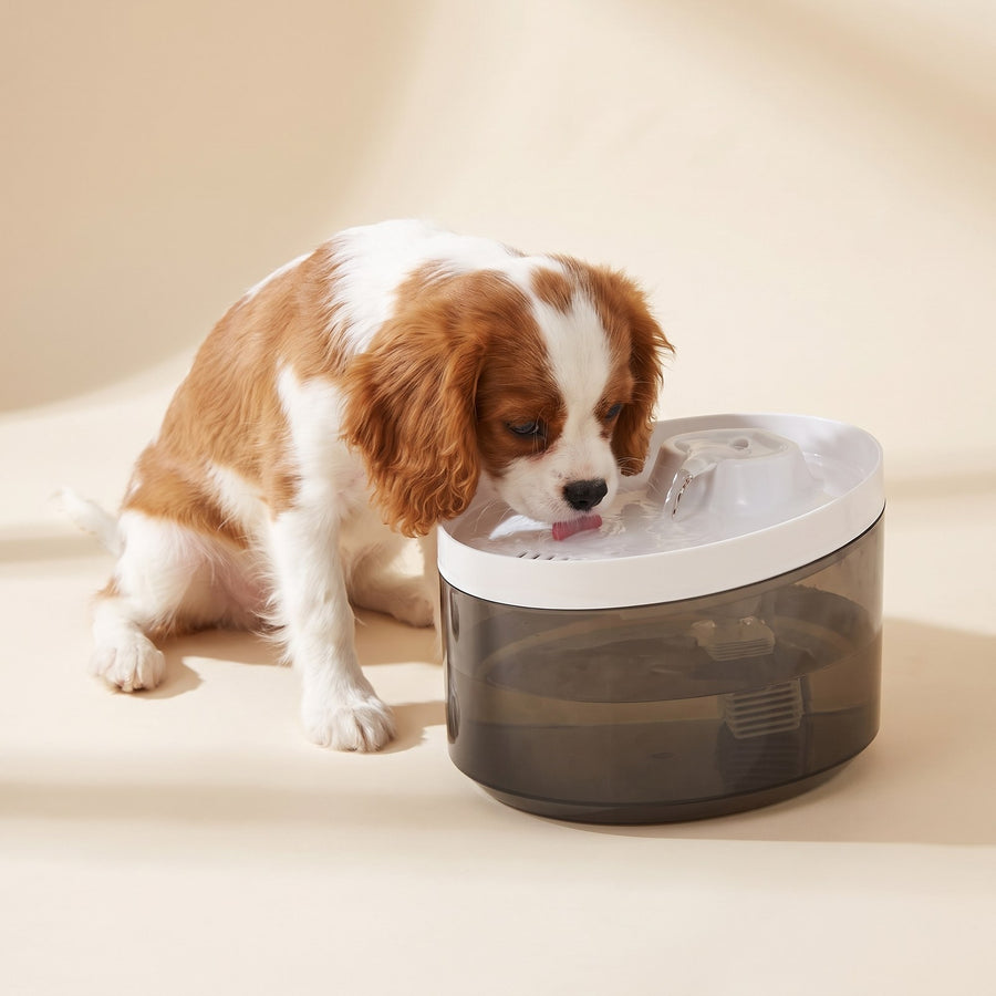 Cavalier puppy drinking from the Fresh Flow Water Fountain