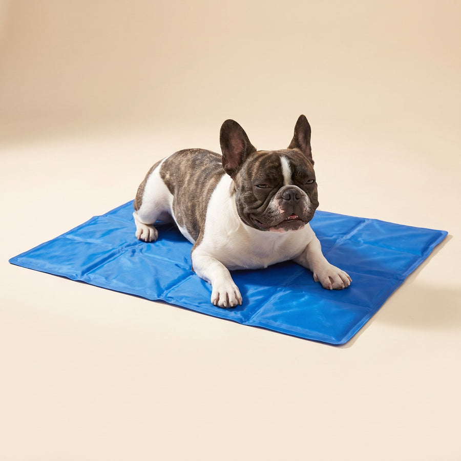 French bulldog on gel cooling pad