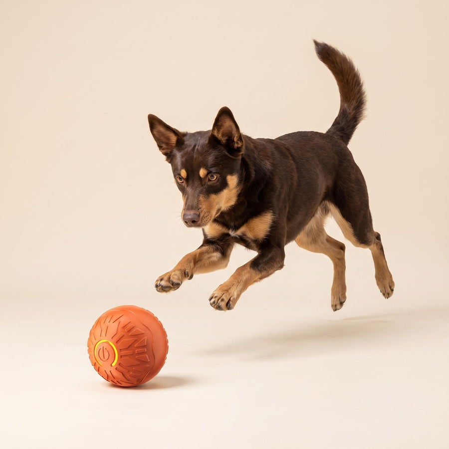 Auto Jumping Ball – Puppy Love Australia photo 2