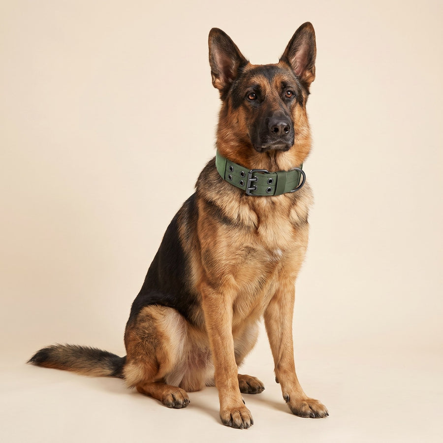 Heavy-Duty Collar Set – Puppy Love Australia photo 2