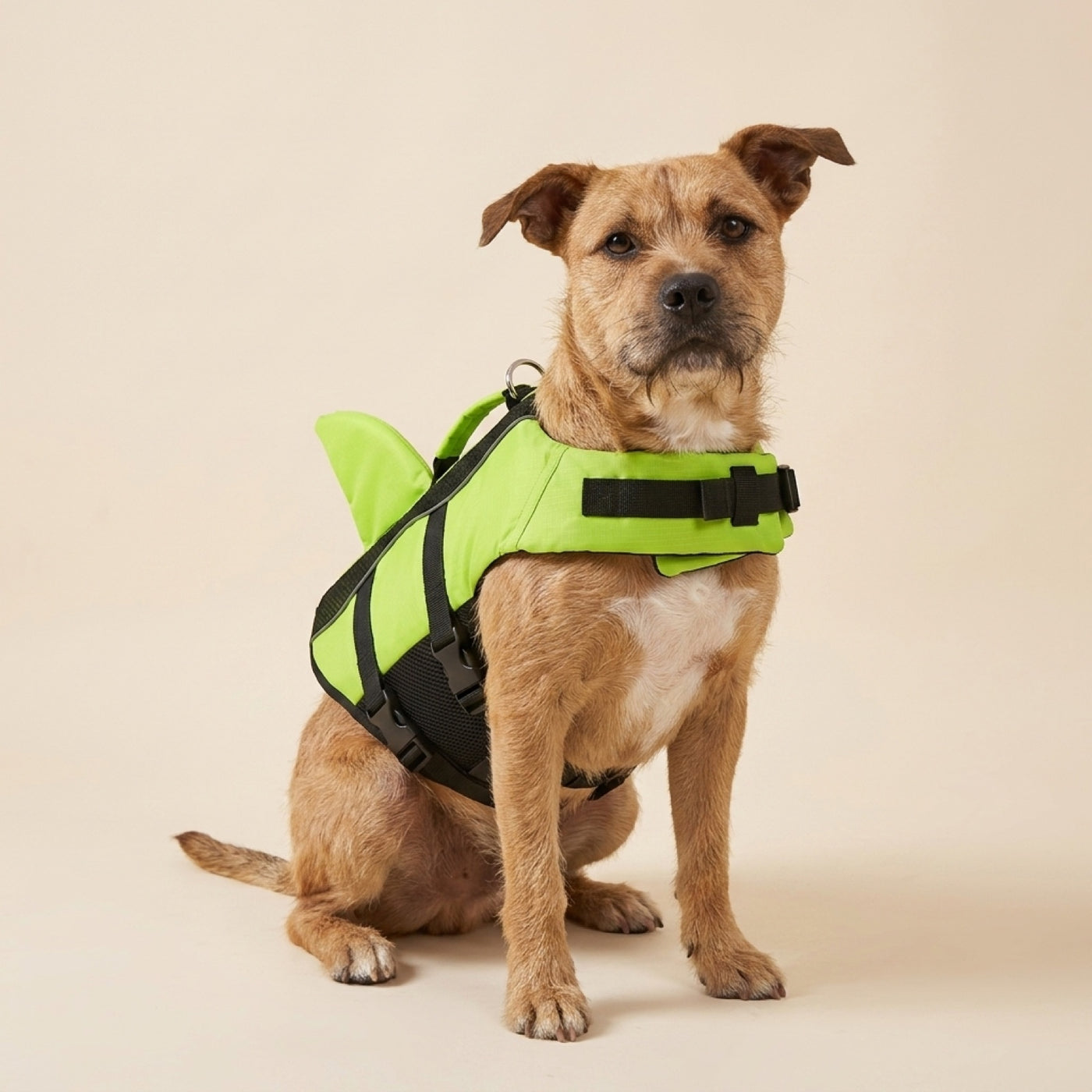 Dog wearing the Shark Life Vest