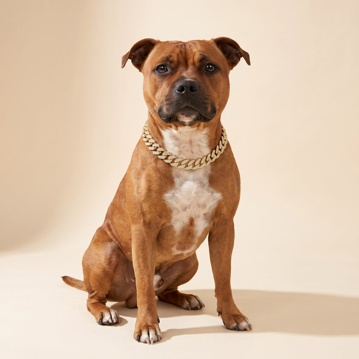 Cuban Link Collar – Puppy Love Australia photo 2