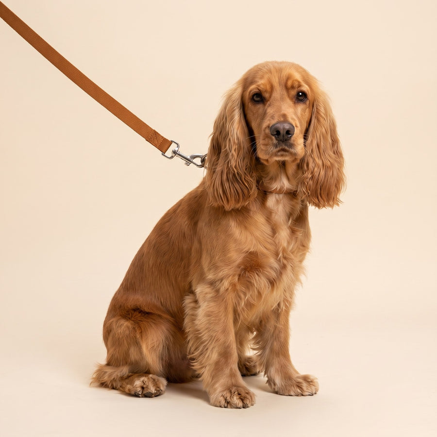 Everyday Leash – Puppy Love Australia photo 2