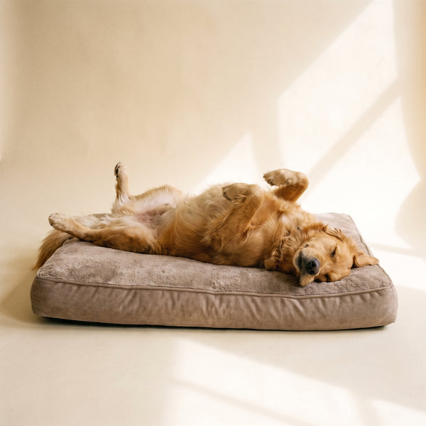 Beds & Comfort