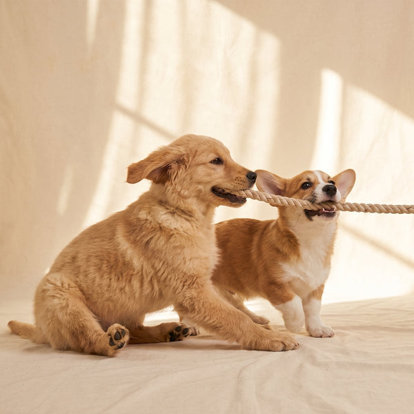 Play & Enrichment
